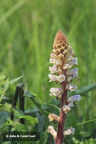 _MG_1909 Broomrape.JPG